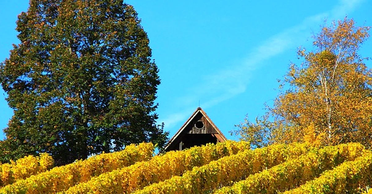 Don't expect winery-only jobs from Alabama wine science