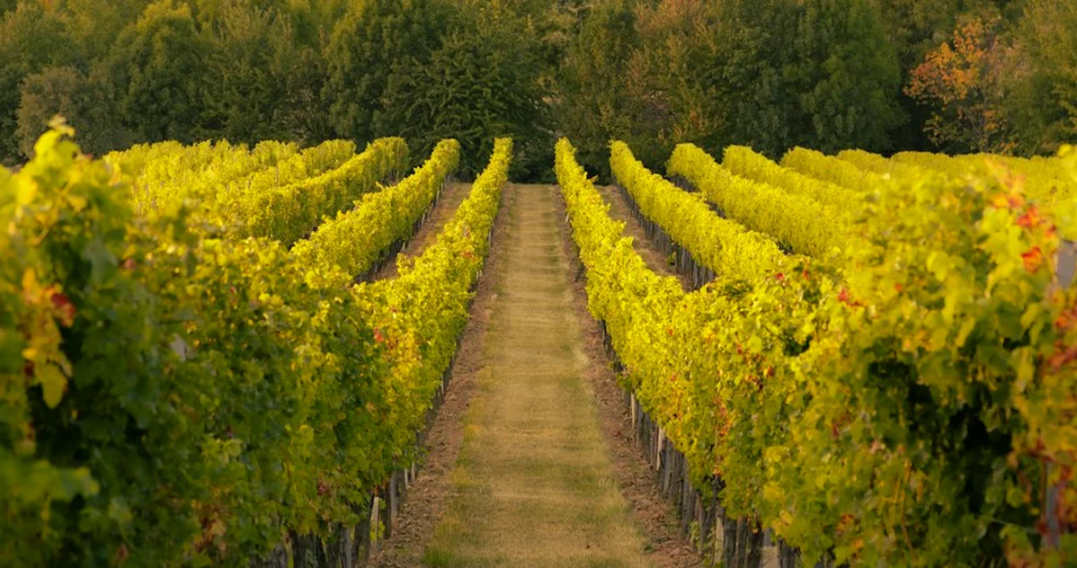 Massachusetts Wineries Often Need Hybrid Wine Scientists