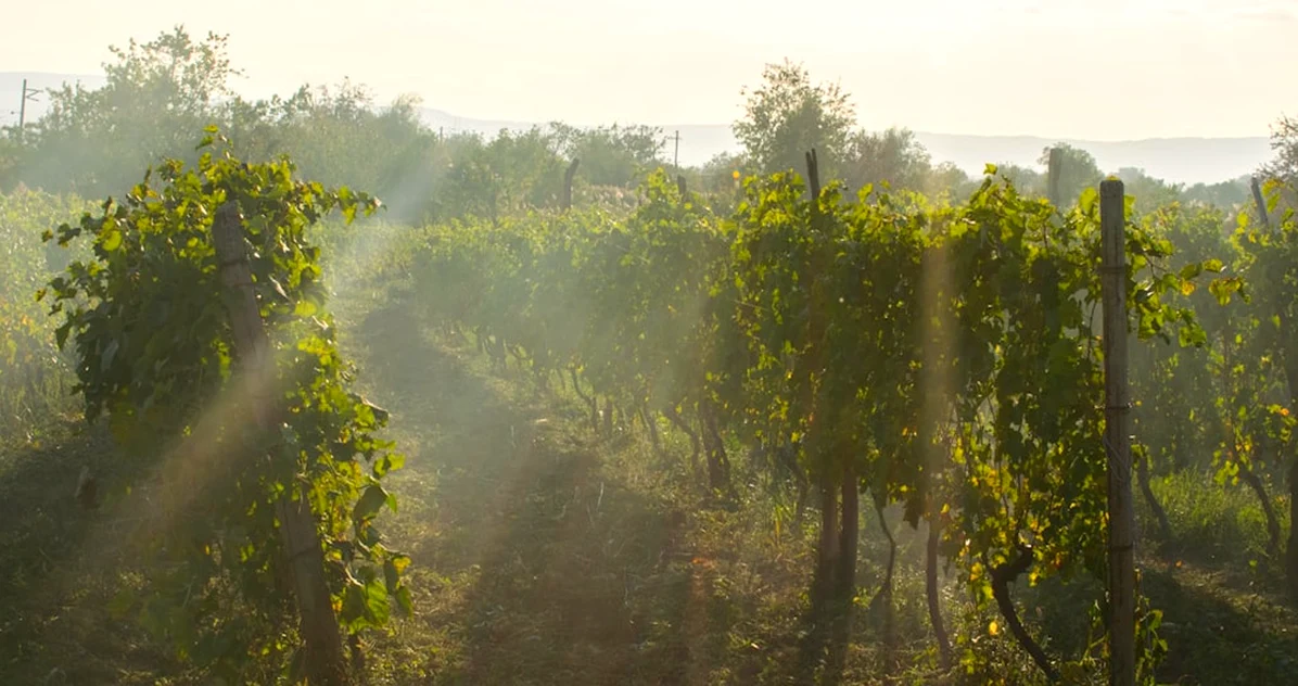 Nevada Wine Science Often Means Leaving the State